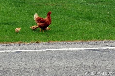 Jugar chicken road in Spain