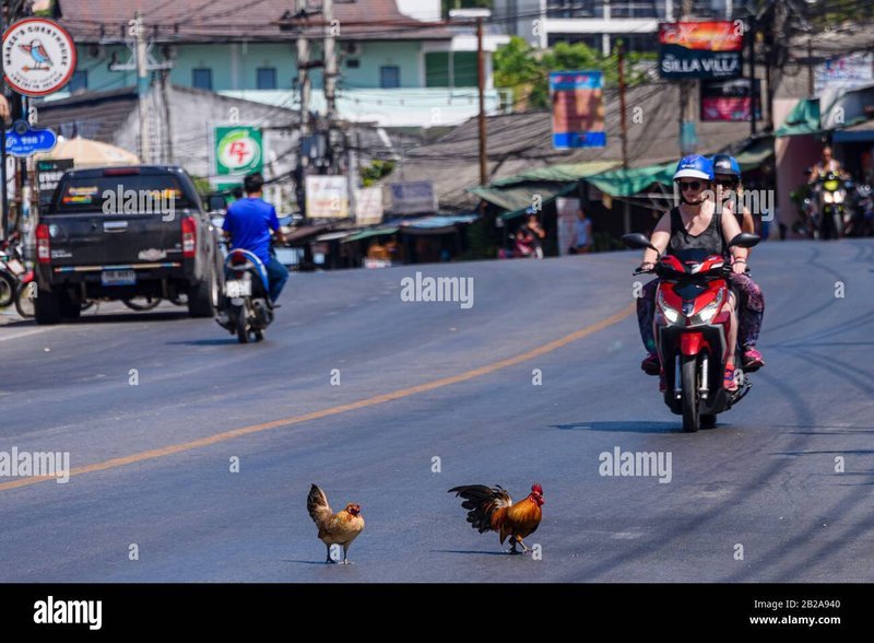 Learn about chicken road slot